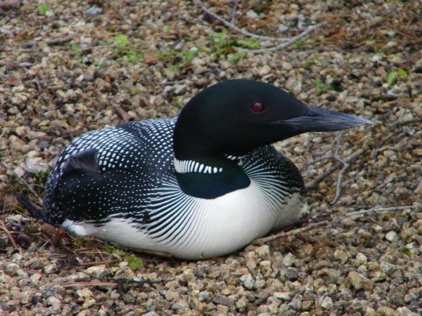 Alamoosook Lakeside Inn Orland image 13